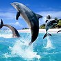 Image result for Dolphins Arena