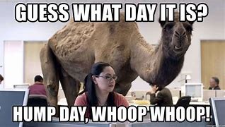 Image result for That Dam Camel Hump Day