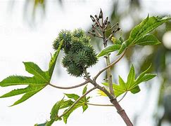 Image result for Golden Autumn Castor Bean Plant Picture