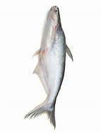 Image result for Munu Fish