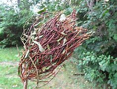 Image result for Witches Broom On Roses Sign of Disease