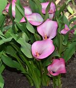 Image result for Calla Lily Flower Care