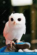 Image result for White Owl Animal