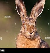 Image result for Brown Hare Face Images