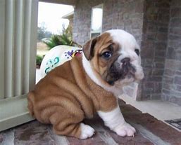 Image result for 12 Week Old English Bulldog Puppy