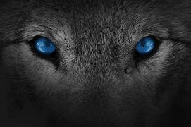 Image result for Snow Wolf Blue Eyes