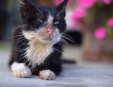 Image result for Sick Cat with Feline Leukemia