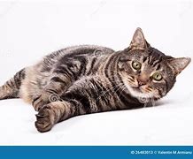 Image result for Cute White Cat Laying Down