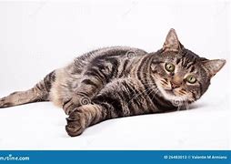 Image result for Laying Wild Cat