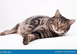 Image result for Serval Cat Laying Down