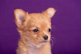 Image result for Purple Chihuahua