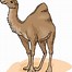 Image result for Halloween Camel Images