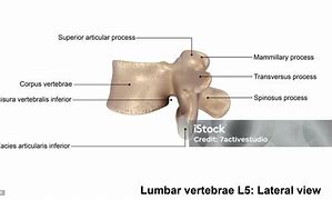 Image result for L5 Lumbar Vertebrae