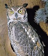 Image result for Seek Owl