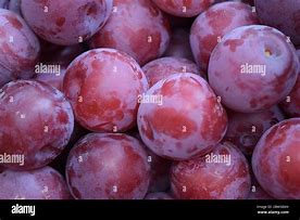 Image result for Plum Ripeness