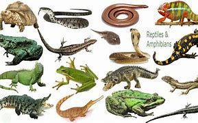 Image result for 3 Reptiles