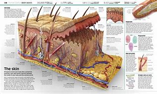 Image result for Knowledge Encyclopedia