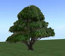 Image result for Green Maple Tree