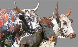 Image result for Nguni Bull Pictures