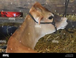 Image result for Brow Swiss Cow