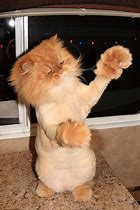 Image result for Lion Shave Cat