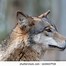 Image result for Close of a Wolf's Side View