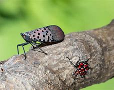 Image result for LanternFly