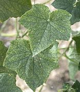 Image result for Yellow Spider Mites