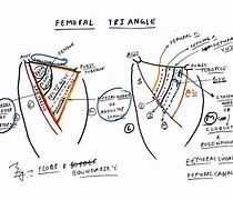 Image result for Femoral Canal