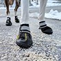 Image result for New York Yankee Dog Boots