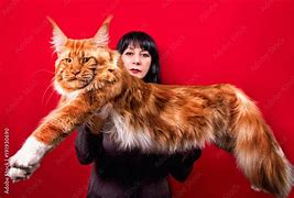 Image result for Person Holding Maine Coon Cat