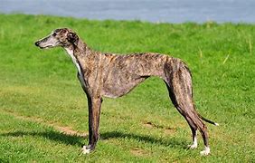 Image result for Galgo Spanish Hunting Dog