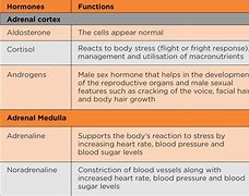 Image result for Adrenal Artery