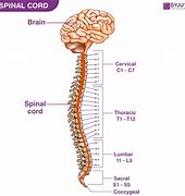 Image result for Vertebral Column and Spinal Nerves