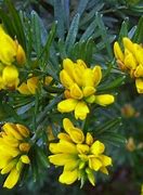 Image result for Flax Leaved Broom