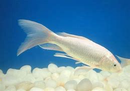 Image result for White Blue Fin Fish