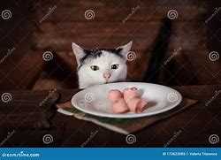 Image result for Cat Eating Sausage