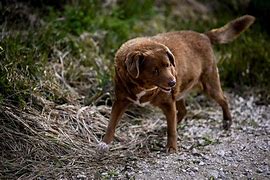 Image result for Oldest Dog Ever Recorded