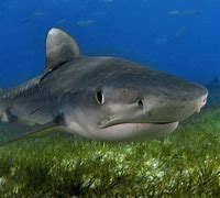 Image result for Great Tiger Shark