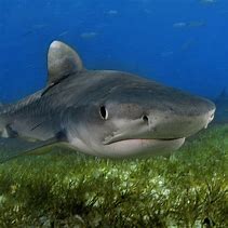 Image result for Tiger Shark Toys