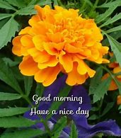 Image result for Good Morning Marigold Flowers