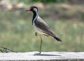 Image result for Tawsi Bird