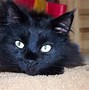 Image result for Black Cat Breeds