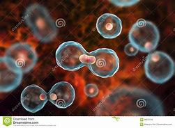 Image result for Dividing Cell Drawig