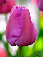 Image result for Tulip Purple Pride