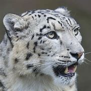 Image result for Leopard Whiskers