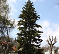 Image result for Miniature Fir Trees