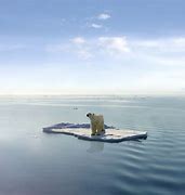 Image result for Polar Bear Global Warming