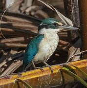 Image result for Blue Kingfisher In Borneo Rainforest