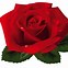 Image result for Lmk Rose